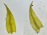 Attēlu rezultāti vaicājumam “Hygroamblystegium tenax”