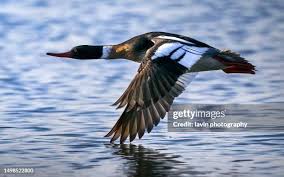 Attēlu rezultāti vaicājumam “Mergus serrator”