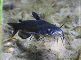 Image result for Ameiurus melas