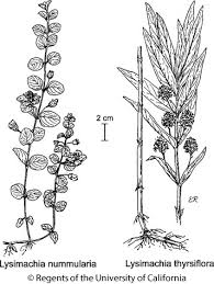 Image result for Lysimachia nummularia
