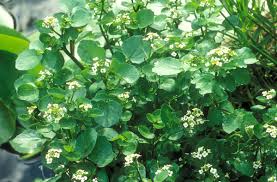 Image result for Brunnenkresse