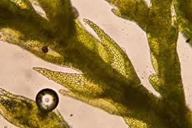 Attēlu rezultāti vaicājumam “Serpoleskea subtilis”