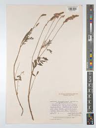 Attēlu rezultāti vaicājumam “Onobrychis arenaria fruit”