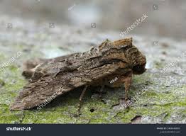 Attēlu rezultāti vaicājumam “Apamea monoglypha”