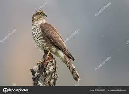 Attēlu rezultāti vaicājumam “Accipiter nisus female”