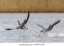 Attēlu rezultāti vaicājumam “Anser anser juvenile”