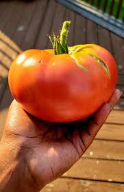 Afbeeldingsresultaat voor brandywine sudduth tomato