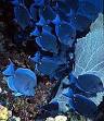 FLMNH Ichthyology Department: Blue Tang