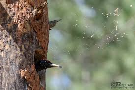 Attēlu rezultāti vaicājumam “Dryocopus martius nest”