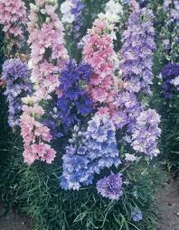 Image result for Delphinium consolida