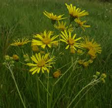 Attēlu rezultāti vaicājumam “Jacobaea paludosa”