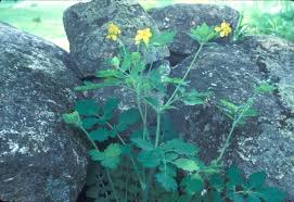 Image result for Chelidonium majus