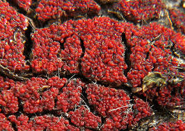 Attēlu rezultāti vaicājumam “Neonectria fuckeliana”