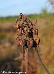 Attēlu rezultāti vaicājumam “Ledum palustre fruit”