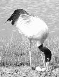 Attēlu rezultāti vaicājumam “Grus grus eggs”