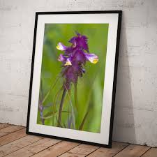 Attēlu rezultāti vaicājumam “Melampyrum cristatum”