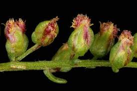 Attēlu rezultāti vaicājumam “Artemisia campestris bud”