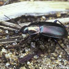 Attēlu rezultāti vaicājumam “Poecilus versicolor”