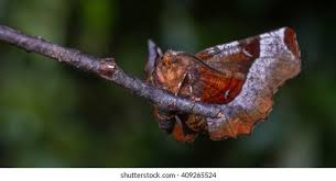 Attēlu rezultāti vaicājumam “Selenia tetralunaria”