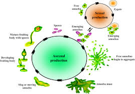 Attēlu rezultāti vaicājumam “Didymium bahiense spores”
