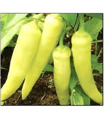 Afbeeldingsresultaat voor marconi golden sweet pepper