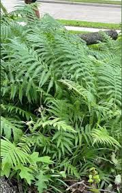 Image result for Wood Green A F S Association