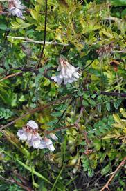 Attēlu rezultāti vaicājumam “Vicia sylvatica flower”
