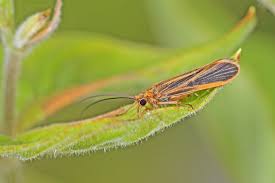 Attēlu rezultāti vaicājumam “Trichoptera”