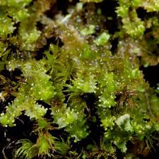 Attēlu rezultāti vaicājumam “Lophozia ventricosa”