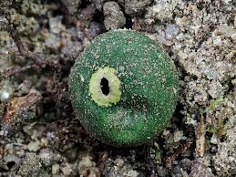 Attēlu rezultāti vaicājumam “Oligonema sp.”