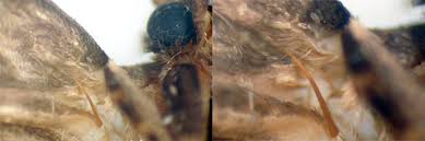 Attēlu rezultāti vaicājumam “Micropterigidae”