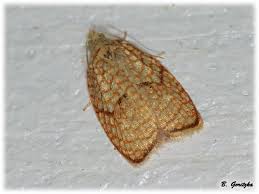 Attēlu rezultāti vaicājumam “Acleris forsskaleana”