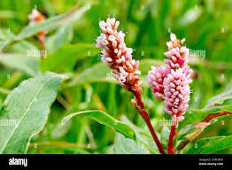 Attēlu rezultāti vaicājumam “Polygonum amphibium flower”