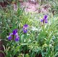 The spirit of <b>Iris</b> appeared