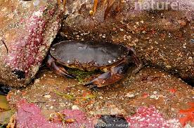 Image result for Cancer pagurus