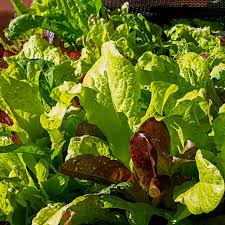 Attēlu rezultāti vaicājumam “Lactuca sativa”