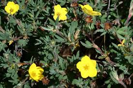 Attēlu rezultāti vaicājumam “Pentaphylloides fruticosa leaf”