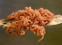 Attēlu rezultāti vaicājumam “Arcyria minuta stalked”