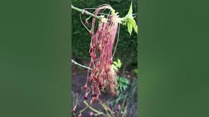 Attēlu rezultāti vaicājumam “Acer negundo male flower”