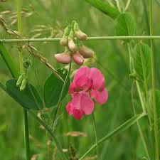 Attēlu rezultāti vaicājumam “Lathyrus tuberosus flower”