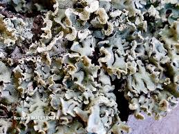 Attēlu rezultāti vaicājumam “Hypogymnia vittata”