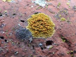 Attēlu rezultāti vaicājumam “Caloplaca saxicola”