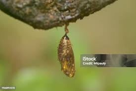 Attēlu rezultāti vaicājumam “Ichneumonidae cocoon”