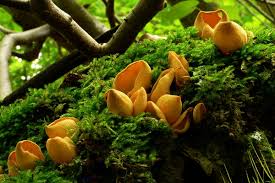 Attēlu rezultāti vaicājumam “Otidea leporina”