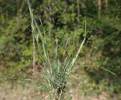 Attēlu rezultāti vaicājumam “Festuca polesica”