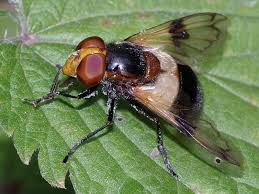 Attēlu rezultāti vaicājumam “Volucella pellucens”