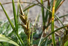 Attēlu rezultāti vaicājumam “Carex arenaria  flower”