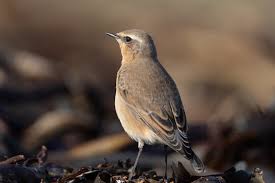 Attēlu rezultāti vaicājumam “Oenanthe oenanthe juvenile”