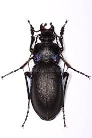 Attēlu rezultāti vaicājumam “Carabus violaceus”