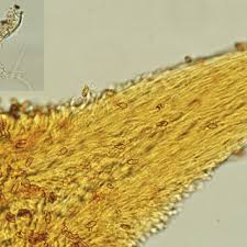 Attēlu rezultāti vaicājumam “Hydnocristella himantia”